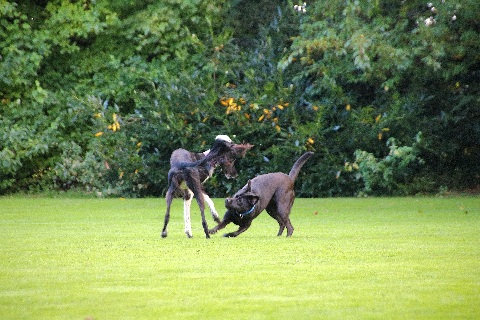 Hundewiese Eickhorst